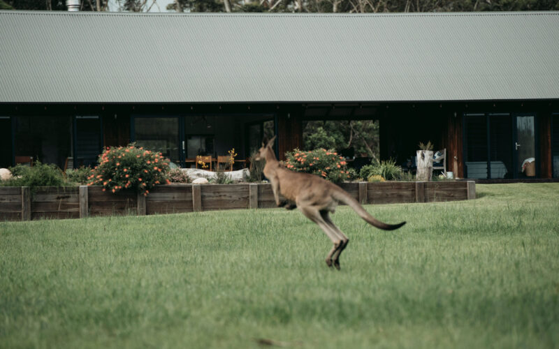 The Paddock